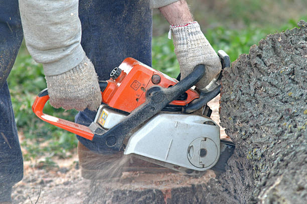 Trusted Southern Gateway, VA Tree Care Experts