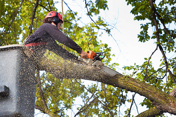 Best Weed Control  in Southern Gateway, VA