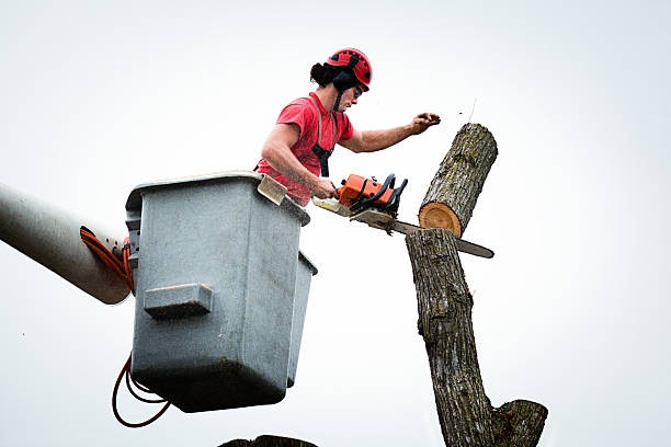 Best Tree Maintenance Programs  in Southern Gateway, VA